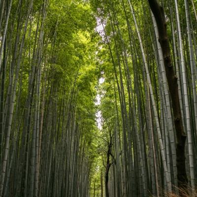 逗斗火柴人先行版2021下载